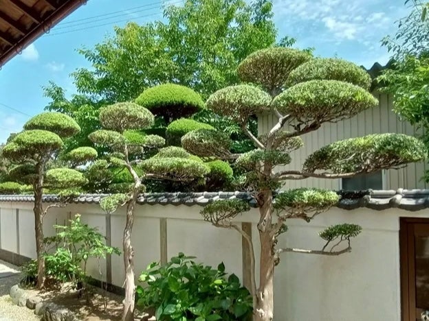 ろくろぎえんの画像