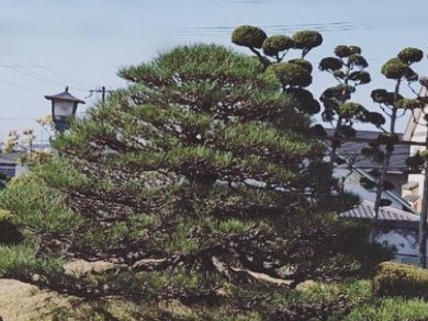 ろくろぎえんの画像